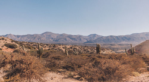 Scenic view of field against clear sky