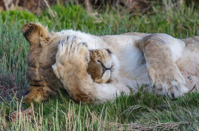 Close-up of a cat sleeping on grass