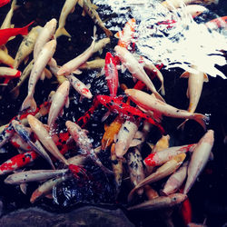 Close-up of koi carps swimming in water