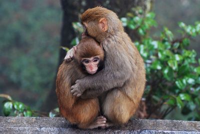 Monkeys hugging on railing