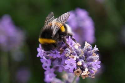 Close-up of bumblebee on purple lavender