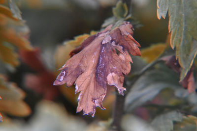 Close-up of dry maple leaves