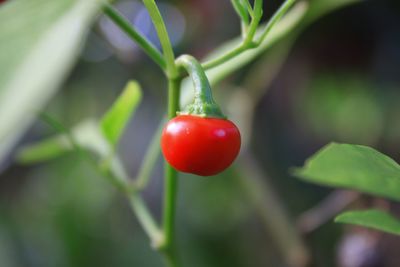 Close-up of red berries on plant