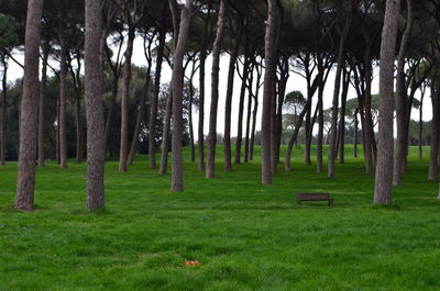 Trees in forest