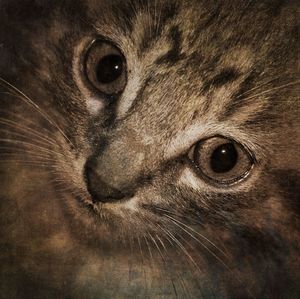 Close-up of cat