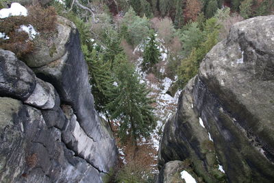 Low angle view of trees