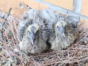 High angle view of birds in nest