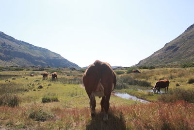 Cows grazing in a field