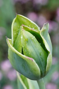 Close-up of green wet flower bud growing outdoors