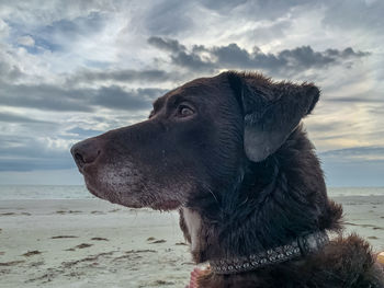 Dog looking away on beach