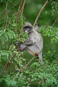 Monkey sitting in a forest