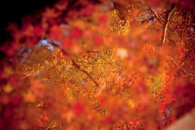 Full frame shot of autumnal tree