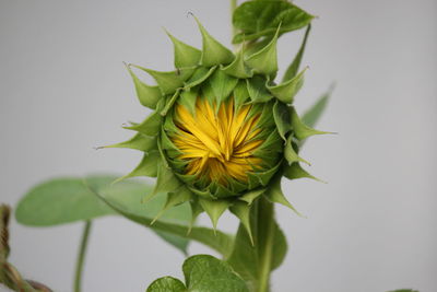 Close-up of yellow flower against white background