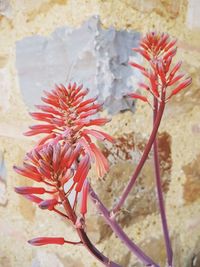 Close-up of red flower