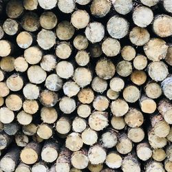 Full frame shot of logs in forest