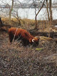 Dog lying down on tree