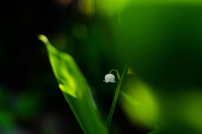 Close-up of flower growing outdoors