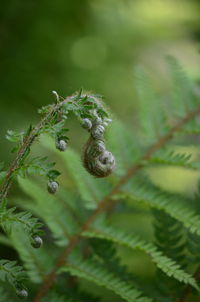 Close-up of spider on plant