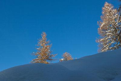 Larch tips covered in snow over a snowy slope, dolomites, italy