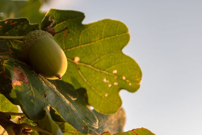 Close-up of fruit growing on plant against sky
