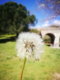 Close-up of dandelion against sky