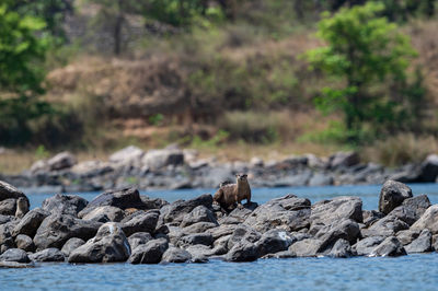 View of turtle on rock in sea