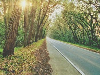 Empty road along trees in forest