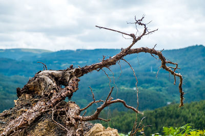 Dead tree against sky