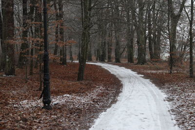 Road amidst trees in forest during winter