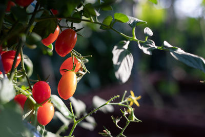 Close-up of red berries on plant