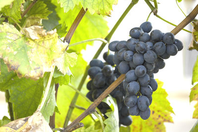 Close-up of grapes growing in vineyard