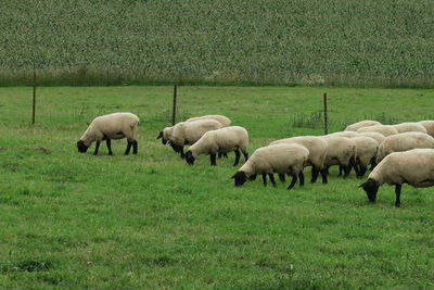 Sheep grazing in field