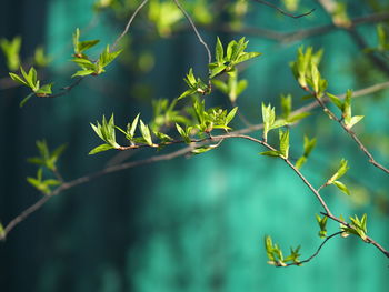 plant