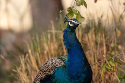 Close-up of a peacock