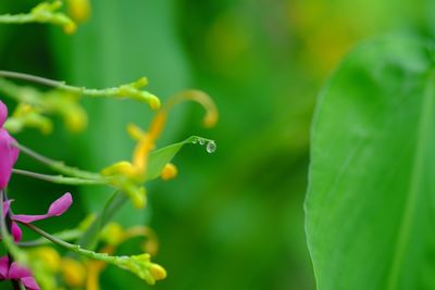 Close-up of plant