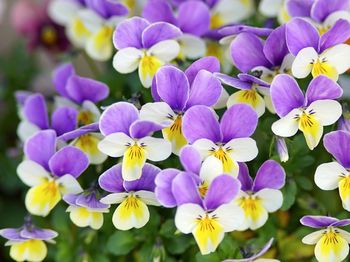 High angle view of purple flowering plants