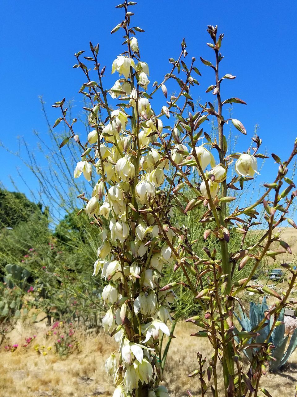 LOW ANGLE VIEW OF FLOWERING PLANT AGAINST BLUE SKY