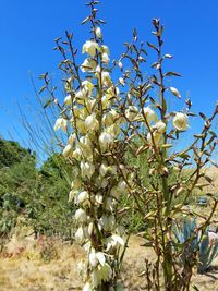 Low angle view of flowering plants against clear blue sky