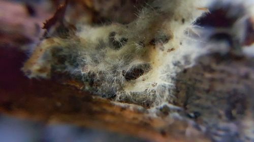 Close-up of plant against blurred background