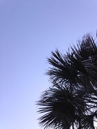 Low angle view of palm tree against clear blue sky