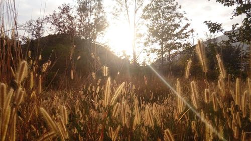 Sun shining through trees on field
