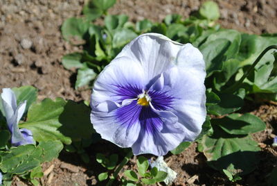 Close-up of purple flower blooming outdoors