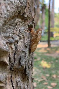 Close-up of insect on tree trunk