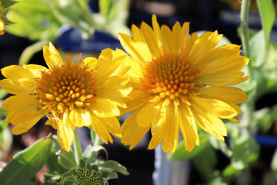 Close-up of yellow flowering plant