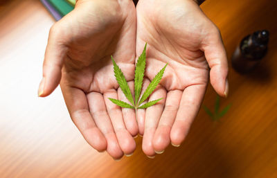 Close-up of hand holding plant