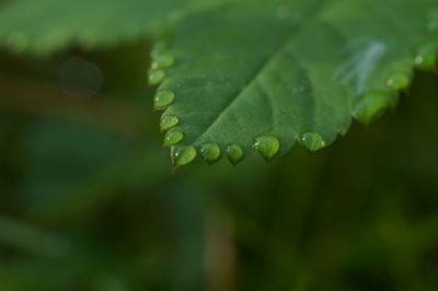 Close-up of water drops on leaf