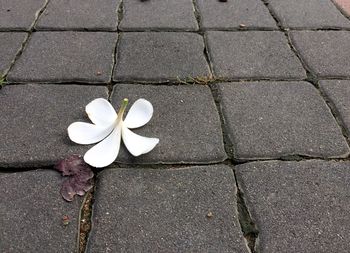 High angle view of white flower on footpath