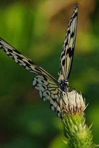 Close-up of butterfly on plant