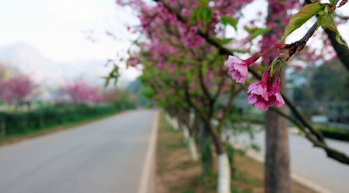 Close-up of pink cherry blossoms on road