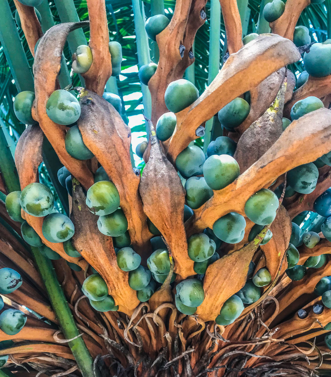 HIGH ANGLE VIEW OF FRESH VEGETABLES